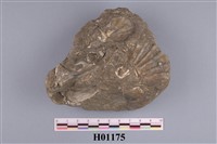 藏品(明海扇)的圖片